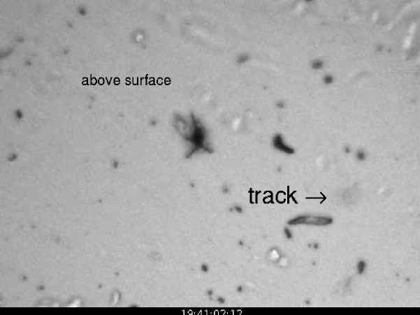 Stardust + Stoichiometry Fitter